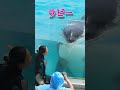 キュイキュイ鳴いて甘えるラビーの鳴き声がかわいすぎ^^ #Shorts #鴨川シーワールド #シャチ #kamogawaseaworld #orca #killerwhale