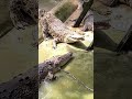 Crocodile Sound Crocodile Sound