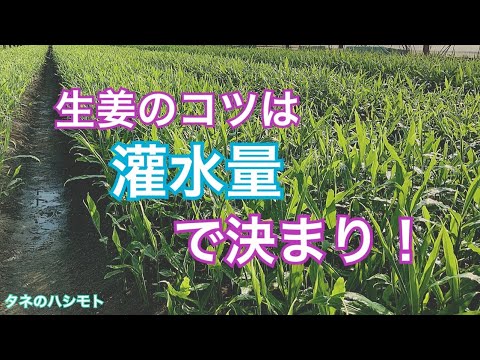 ショウガの栽培方法 タネのハシモト Youtube