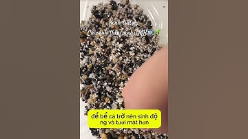 Hướng dẫn tự làm 1 chiếc bể cá đơn giản bằng chai nhựa lớn🥰