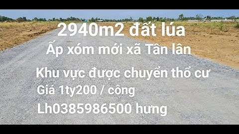 Bán đất lúa phù hợp chuyển thổ cư || dt 2940m2 ấp xóm mới xã tân lân cần đước Long An.