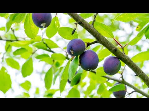 فيديو: ما الذي يسبب غال الخوخ - إصلاح شجرة الخوخ مع مرض التاج المرارة
