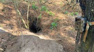 Whats Living In This Burrow Beneath An Old Pine Tree