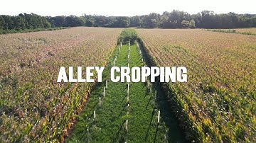 Alley Cropping | 5 Agroforestry Practices Explained