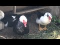 Como Sexar Patos | Rincon Animal