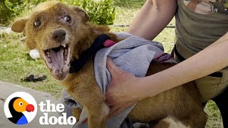 Rescued Three-legged Dog Completely Changes Colors Once He Feels Safe | The Dodo