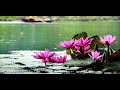 ĐSMSN - Thơm thảo bông súng quê nhà - Southwest Vietnam Cuisine Show