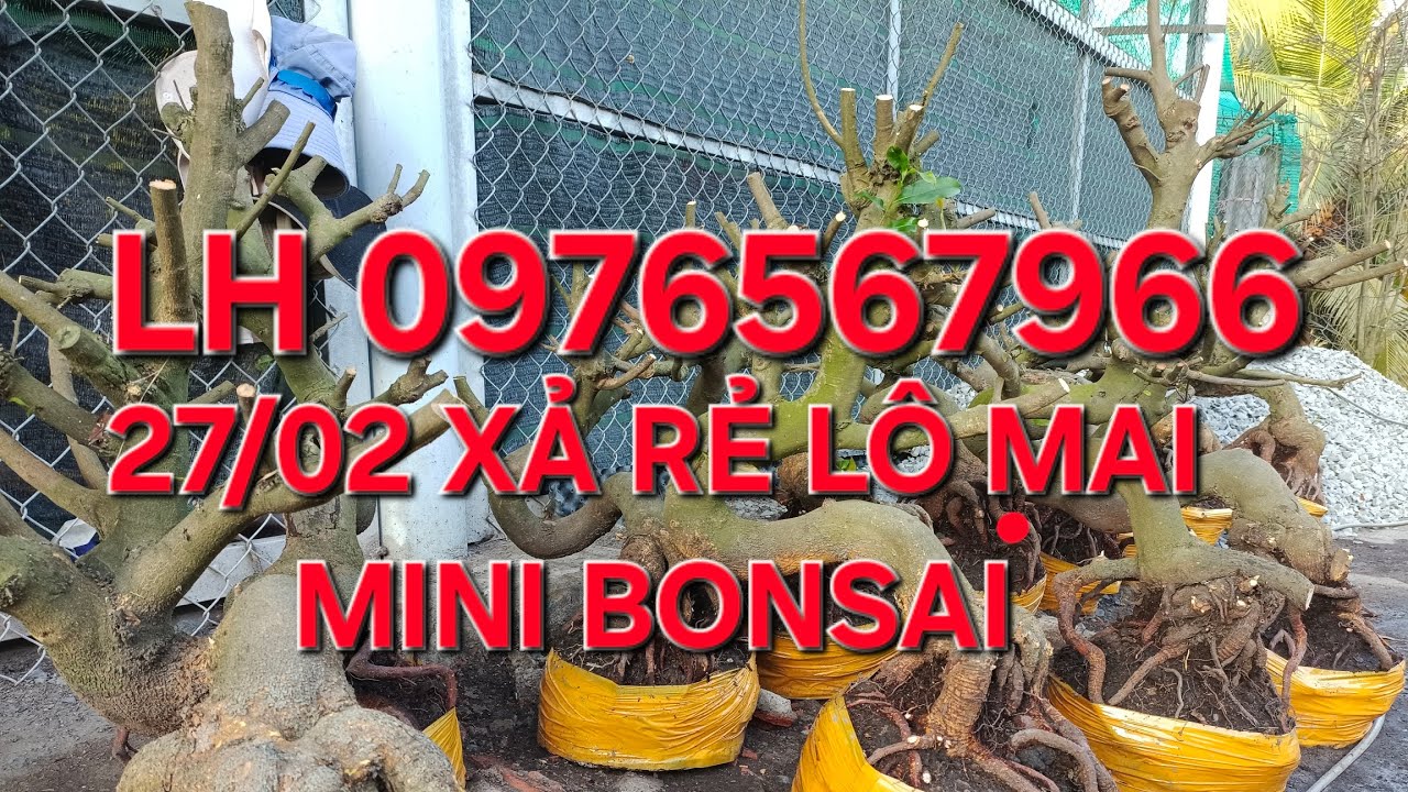 27/02 minh nhí ☎️0976567966 QUÁ XÁ RẺ CẢ NHÀ ƠI ,LÔ MINI CUỐI VƯỜN GIÁ SIÊU YÊU THƯƠNG❤️❤️❤️