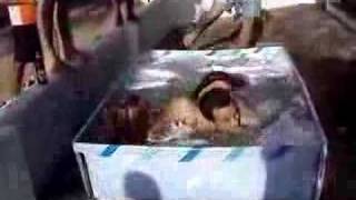 Pipa 0607 Banheira Do Gugu