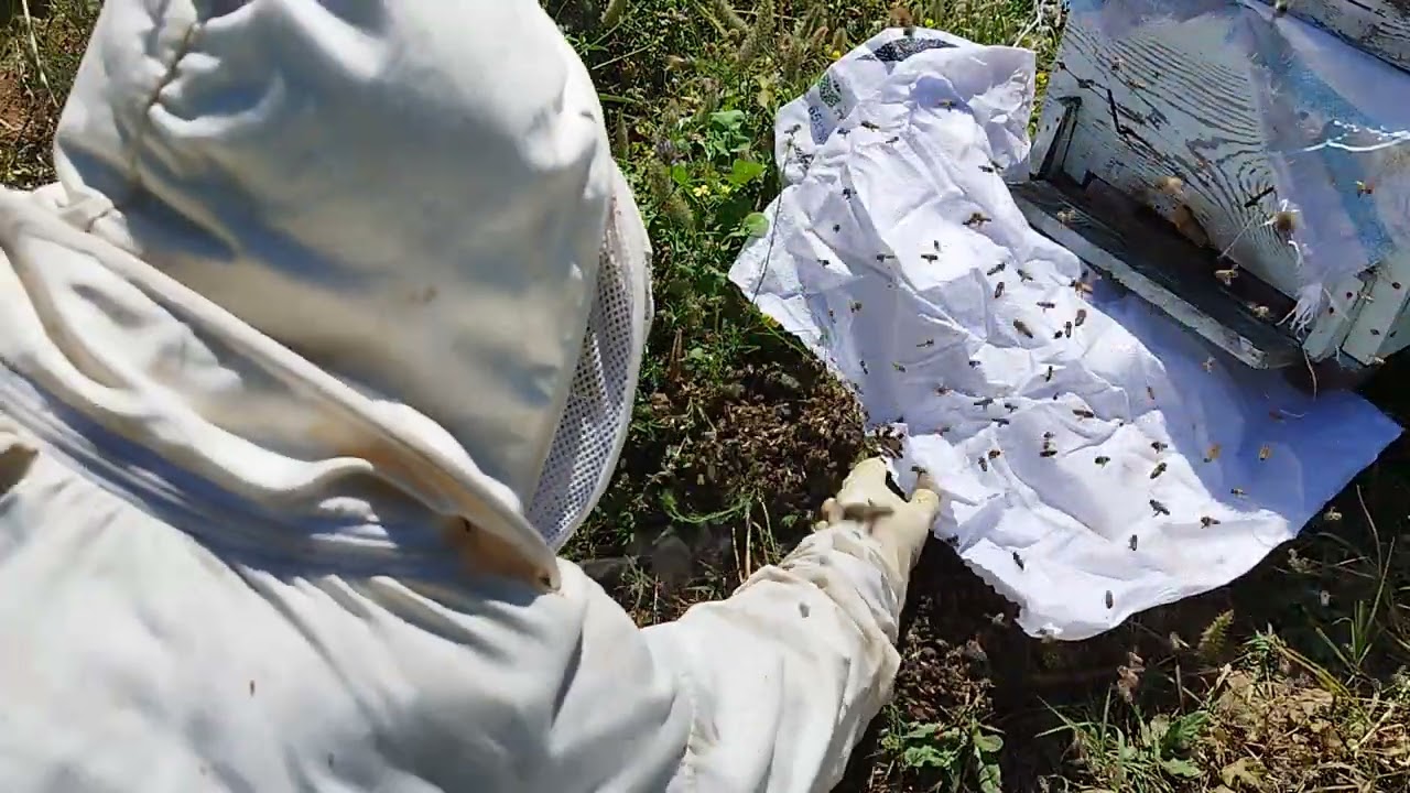 Arılar 🐝 Oğul verip az daha kaçıyordu 💪 ,tam zamanında yakaladım .😁😁😁