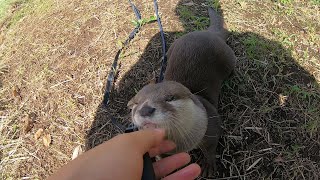 Todays River Otter Life Day 119 本日の川