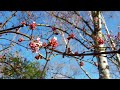 เดินเล่นที่สวนโบทานิคในเยอรมนี​ 🇩🇪 ดูต้นไม้กำลังออก​ดอก​ ฤดูใบไม้ผลิ​ใกล้จะมาถึงแล้ว​ 🌸🌸🌸