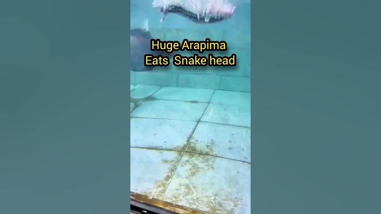 Arapima Eats Snake Head monster Fish Eating LIVE FEED fish arapima-eats-snake-head-monster-fish-eating-live-feed-fish