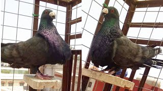 مقاطع فيديو الحمام القورقيرو للمربي المحترف مراد السانية.pigeon gorguero