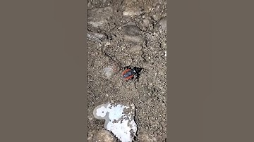 Insect Video / Bugs #insect #viral #trending #shorts