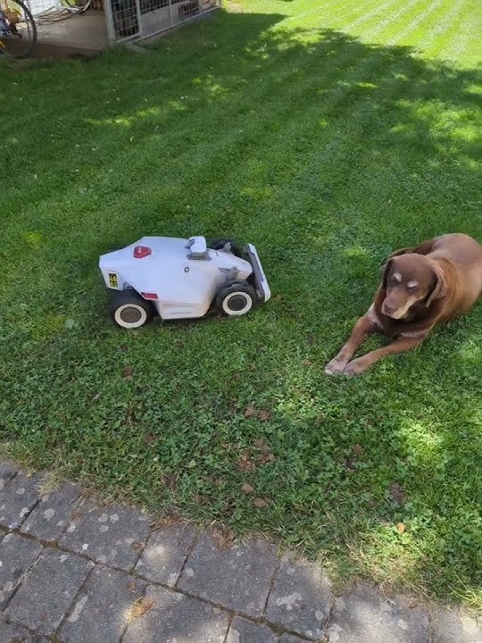 Video of the Day| LUBA Meets Puppy: Harmony and Obstacle Avoidance in Action!