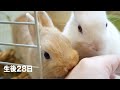 初めての親子3羽で部屋んぽ 生後28日#77