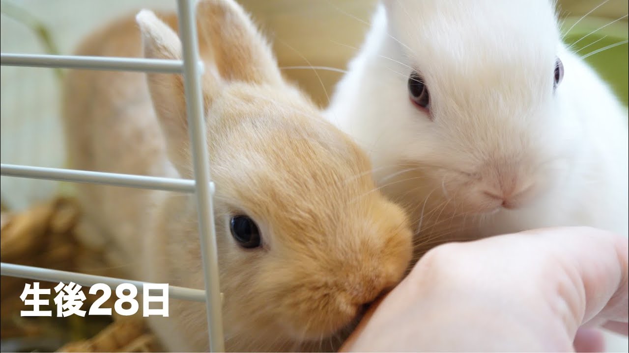 ご報告 すごいスピードで走り回る子うさぎ達 深夜の部屋んぽ The Report Rabbits Running At Great Speed Youtube