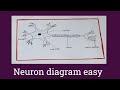 How to draw Structure of Neuron Easily||Class 10 CBSE Biology  Diagram Step by step For Beginners 