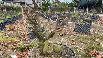 Ki thuật chăm sóc mai ghép gốc nhớt nhanh lớn củ dat hiệu quả cao