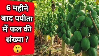 ऐसी होनी चाहिए पपीता की खेती || Best Papaya Farming Techniques || पपीते की सफल खेती