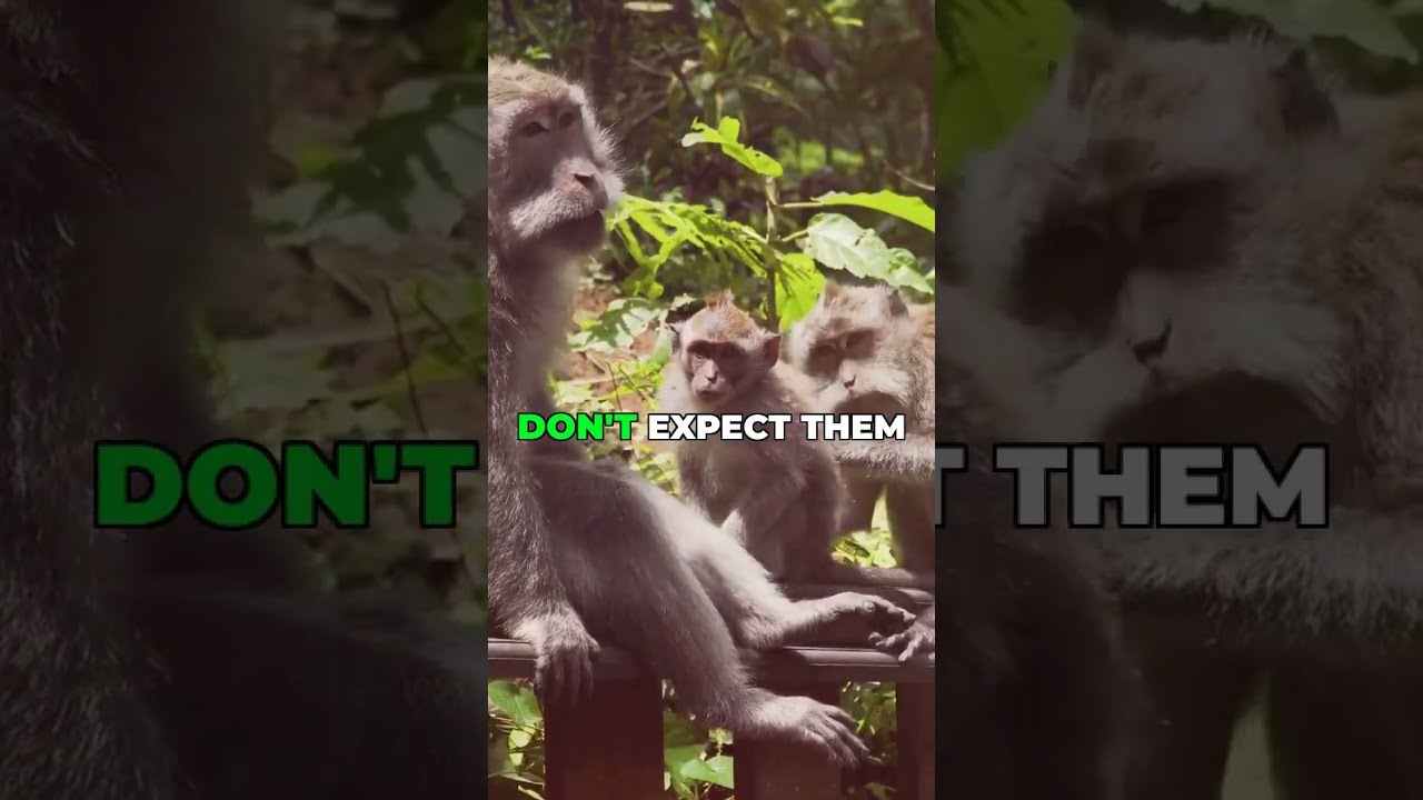 Humans Aren T Monkeys Our Evolutionary Truth Shorts