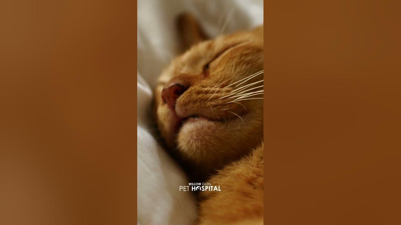 Ginger Cat Appreciation Day. shorts YouTube