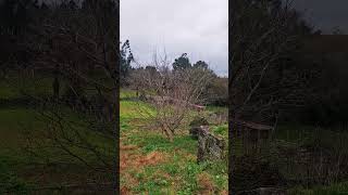 Bonito sitio campestre cerca de la ciudad de Pontevedra #shorts #campo #galicia #españa