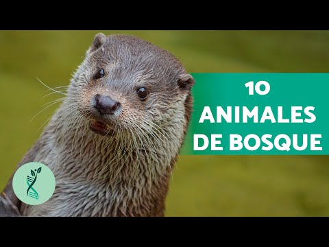 Video: ¿Qué animales viven en un bioma forestal?
