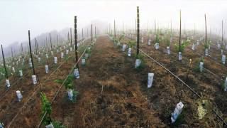 Atlas Vineyard Management Development