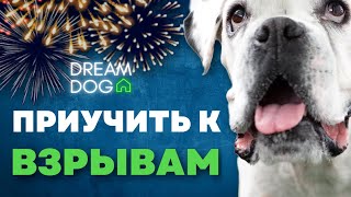 Приучить к взрывам 🐶 Отучить собаку бояться салюта и фейерверка 🐕 Подготовить щенка к новому году 🐩