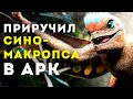 ARK SURVIVAL EVOLVED – ПРИРУЧИЛ СИНОМАКРОПСА LOST ISLAND ВЫЖИВАНИЕ x50 #4🔥