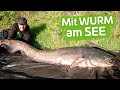 WURM-WALLER im STILLGEWÄSSER - Welsangeln in Deutschland