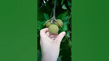 Манджурский орех. Похож на грецкий. часть 1