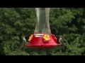 How to Set Up Your Hummingbird Feeder - Ace Hardware