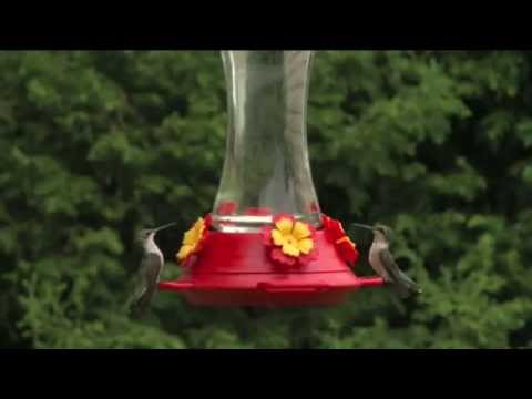 Video: Hvornår skal du tage kolibrifoderautomater ned i Colorado?