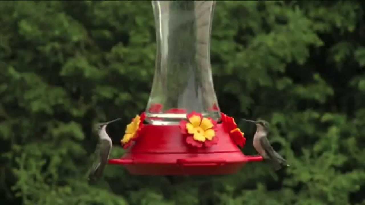 How To Set Up Your Hummingbird Feeder Ace Hardware Youtube,How To Make Sweet Potato Pie From Scratch