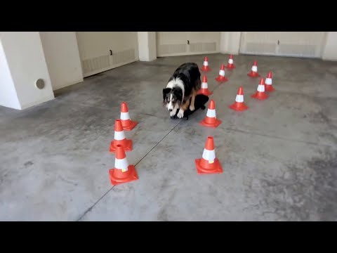 Rush the Dog Skating Through Cones and Switching Boards || ViralHog