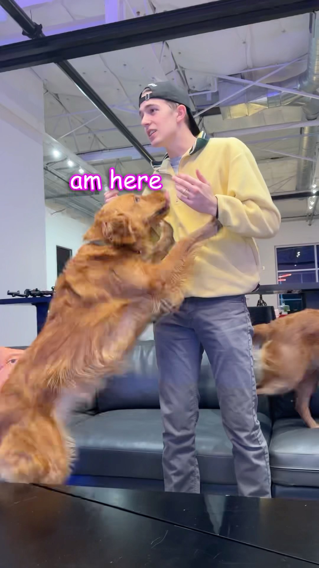 I Can’t find my Dogs…