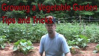 Growing a Vegetable Garden Update Tips & Tricks June 30 2014