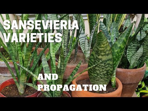 Видео: Sansevieria: ингэснээр навч нь алаг, уян хатан хэвээр үлдэнэ