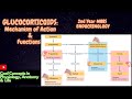 9. Endocrinology: Mechanism of Action &amp; Physiologic Functions of GLUCOCORTICOIDS - 2nd Year MBBS