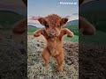 dancing little cow😄😄😄😄😄🤣🤣😭🤣🤣 #viral #shorts #funny