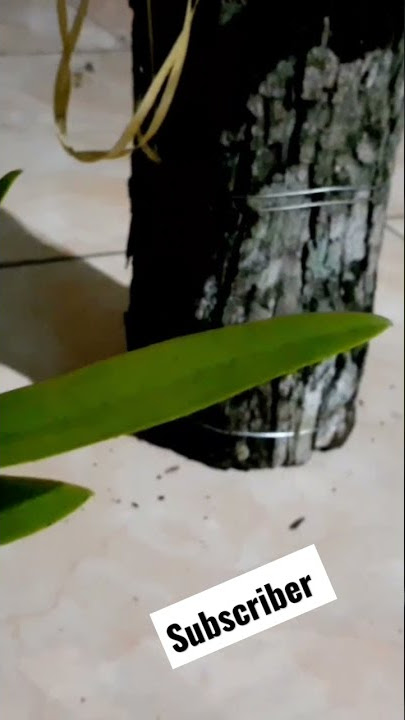 Bunga Anggrek pot batang kayu #shorts #bikinbareng #videoshort