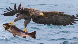 Eagle hunt and eat fish in the North Pole