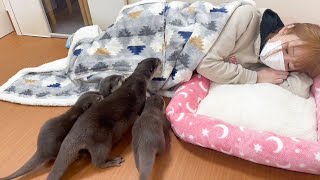 【CUTE MOMENTS】Slept with Baby Otters