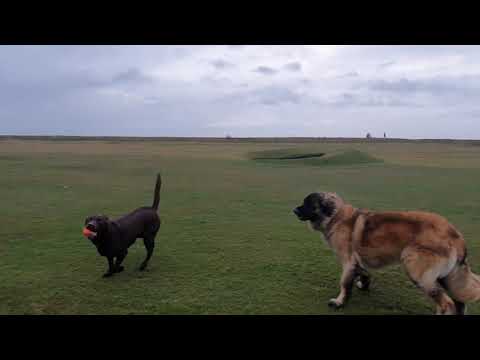Video: Ang Labrador Retriever Na Ito Ay Makatutulong Makahanap Ng Nawalang Mga Bola Sa Golf