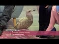 Animaux goland ce drle doiseau ccvb