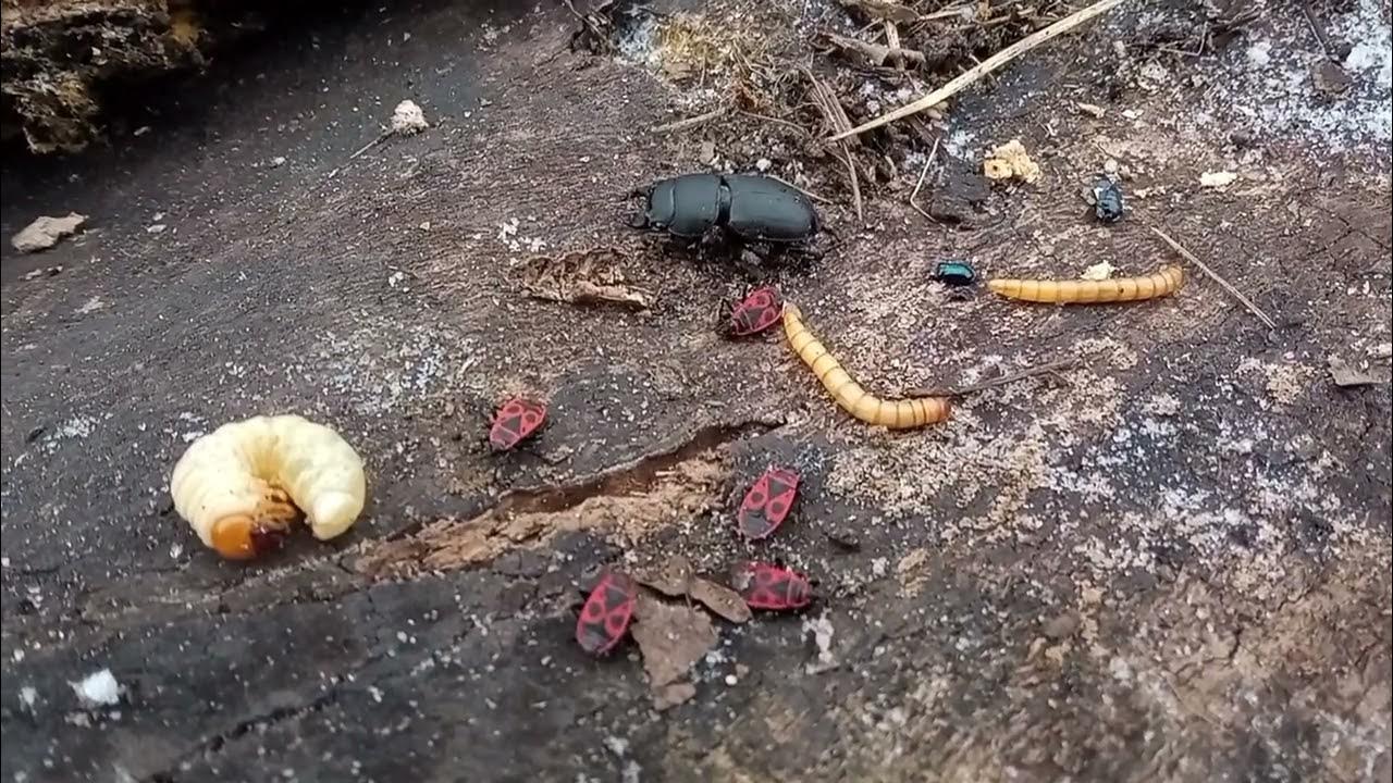 Личинки Короеда Зимой! Жуки... - YouTube