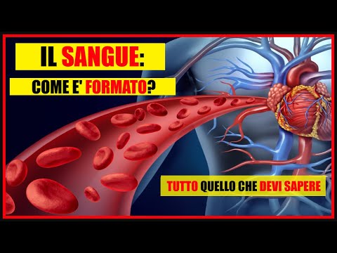 Video: Quale organo produce i globuli rossi?